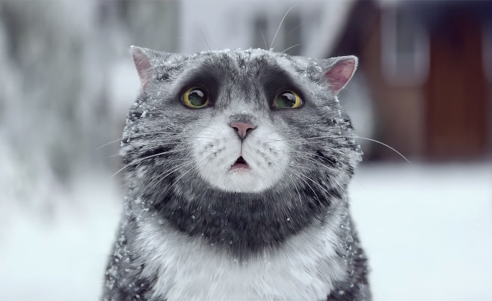 Sainsbury's cat