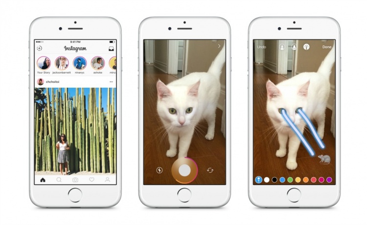 instagram cat